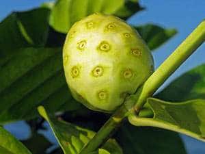 What are the Health Benefits of Noni Juice?